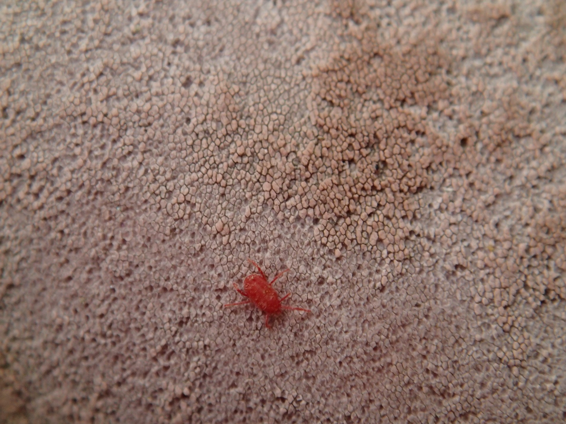 カベアナタカラダニ