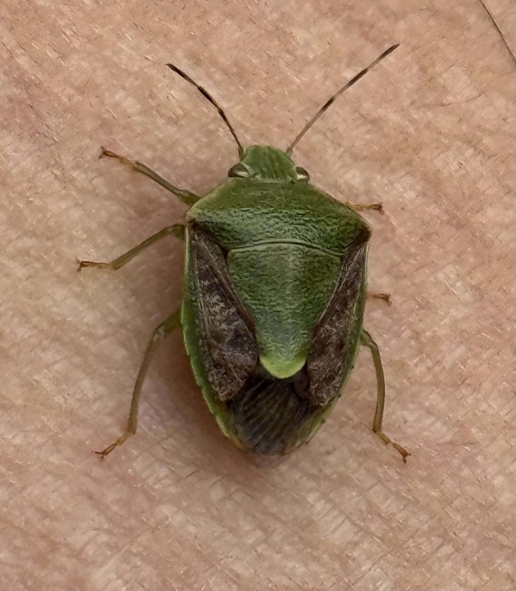 チャバネアオカメムシ